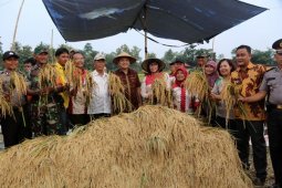 Data BPS, Harga Gabah Petani Lampung Naik