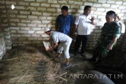 Petani Pamekasan Dilatih Membukan Pakan Ternak Fermentasi