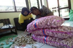 Bulog Jember Tambah Pasokan Bawang Putih untuk "GSP"