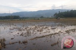 Padangsidimpuan Tenggara Miliki Luas Lahan Pertanian 699 Hakter