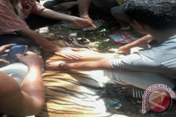Seekor Harimau Sumatera Tewas Dibunuh Warga
