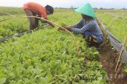 Harga Bibit Tembakau di Probolinggo Turun