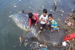Seekor Hiu Tutul Terdampar di Gresik