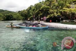 Paus Terdampar di Pantai Seram Bagian Barat