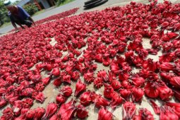 Menjemur Bunga Rosela