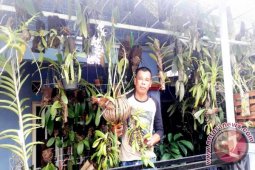 Fahmi Koleksi 500 Jenis Tanaman Anggrek