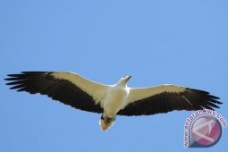 Walhi: Warga Kembalikan Burung Dilindungi Perlu Diapresiasi