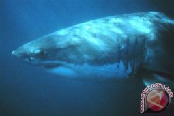 Awas, Sebaiknya Jangan Konsumsi Ikan Ini