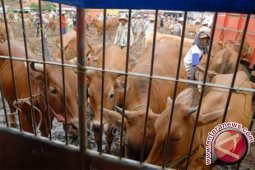 Peneliti IPB Tingkatkan Produktivitas Sapi Perah dengan Silase Ransum Komplit