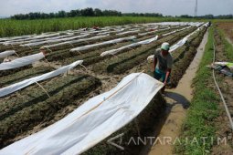 Areal Tanaman Tembakau di Bojonegoro 65 Hektare