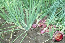Sumut Kembangkan Bawang Merah