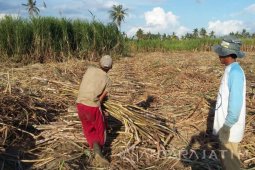 Pemkab Situbondo segera temui gubernur terkait belum beroperasinya PG