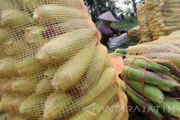 Harga Jagung Manis Turun