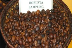 Hari kopi internasional angkat kopi lampung