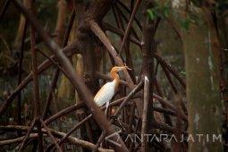 Pendapatan Ekowisata Kampung Blekok Situbondo selama Liburan Rp40 Juta