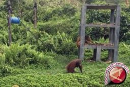 Kerja sama BKSDA dengan Yayasan BOS selamatkan ratusan orangutan
