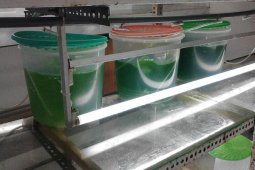Mahasiswa IPB Ganti Minyak Babi Pada 'Kosmetik' Dengan 'Minyak Mikroalga'