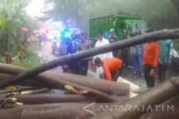 Jalur Pantura Situbondo Macet Akibat Pohon Tumbang