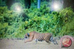 Panglima : TNI punya peran lestarikan hutan