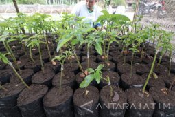Pembibitan Alpukat