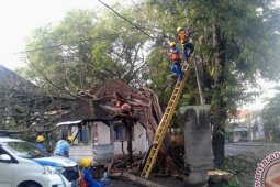 Kantor Terminal Negara Rusak Tertimpa Pohon