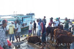 Permintaan Sapi Potong di Situbondo Meningkat (Video)