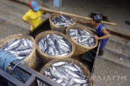 Harga Ikan Laut Naik