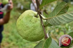 Badung Dukung Petani Jambu Kristal Ikuti Festival