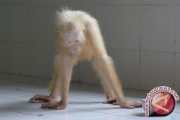 BOS: Orang Utan Bisa Punah