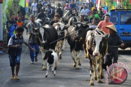 Tradisi Lebaran Sapi