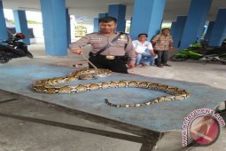 DPKP Kotabaru Tangkap Piton Tiga Meter Resahkan Warga
