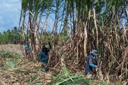 Petani Tebu di Situbondo Resah Rencana Pemotongan Pajak