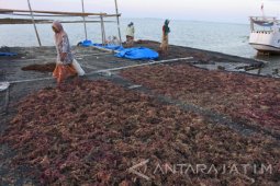 Rumput Laut