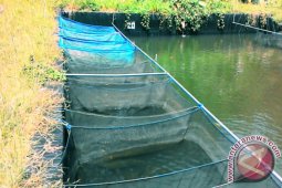 Mahasiswa IPB Manfaatkan Kunyit dan Hormon untuk Produktivitas Ikan Nilem