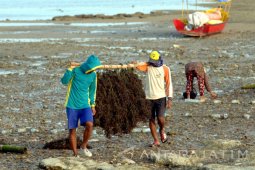Harga Rumput Laut Stabil
