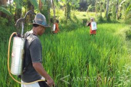 Hama Wereng Serang Lahan Pertanian di Sembilan Kecamatan Probolinggo