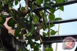 Peneliti IPB Rancang Optimalisasi Produksi Benih Koro Pedang