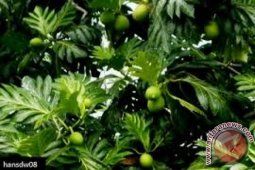 Peneliti IPB Tingkatkan Kadar Bioetanol Buah Sukun