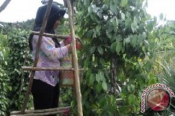 Petani lada di Pangkalpinang beralih menjadi pedagang
