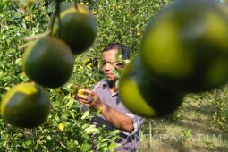 Harga Jeruk Turun