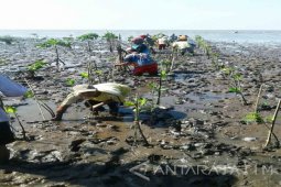 Ribuan Mangrove Ditanam Nelayan Probolinggo Selama Paceklik