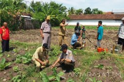 30 Ha Tembakau Probolinggo Terserang Virus  Phytopthora