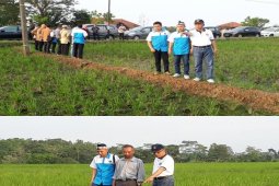 IPB Dampingi Petani Terdampak Wereng Di Subang