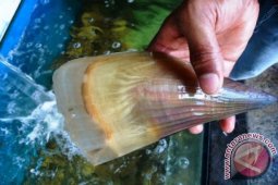 Peneliti IPB Lakukan Studi Biokamulasi Logam Berat Kerang Kapak-Kapak