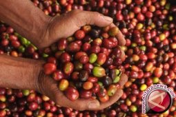 Ekspor Kopi - Rempah Sumut Naik 11,24 Persen