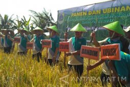 Pemkab Bondowoso Dorong Petani Tingkatkan Produktivitas Padi