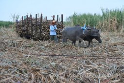 Petani Tuntut Harga Eceran Tinggi