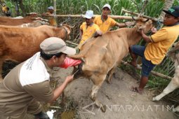 Target Sapi Indukan Wajib Bunting