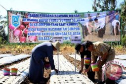 HSS Dibantu APBN Perluasan Areal Bawang Merah 40 Hektar