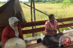 Perempuan Petani Kalbar Mencoba Bertani Metode Hazton